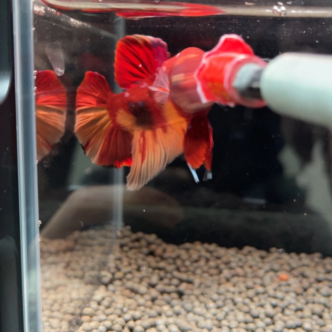 海水鱼福利斗剧欧入理糖果