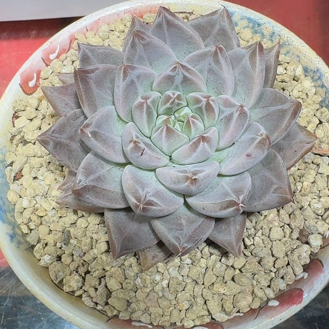 美肉福利多肉植物