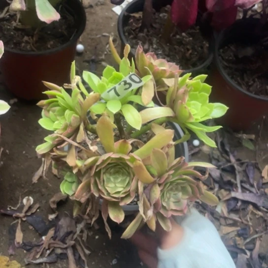 730粉黛小法师多肉