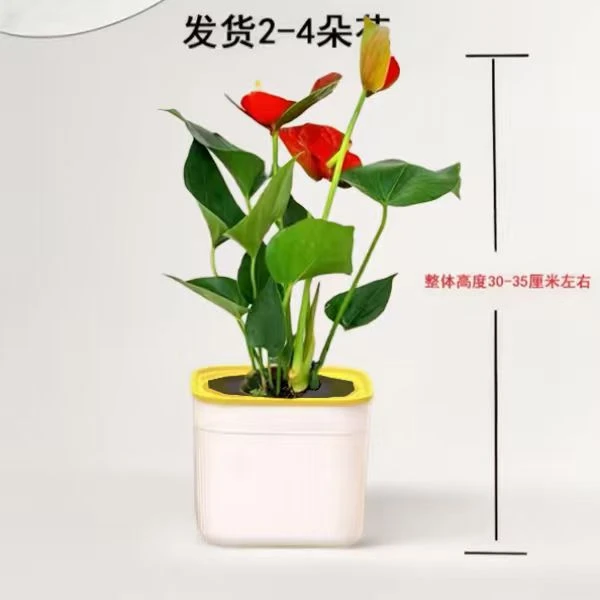 .红掌盆栽鸿运当头室内客厅办公室好养易活四季开花花卉