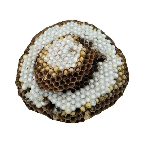 贵州特产新鲜蜂蛹马蜂蛹鲜活幼虫树蜂蛹山蜂蛹幼仔蜂蛹蜂窝1斤装