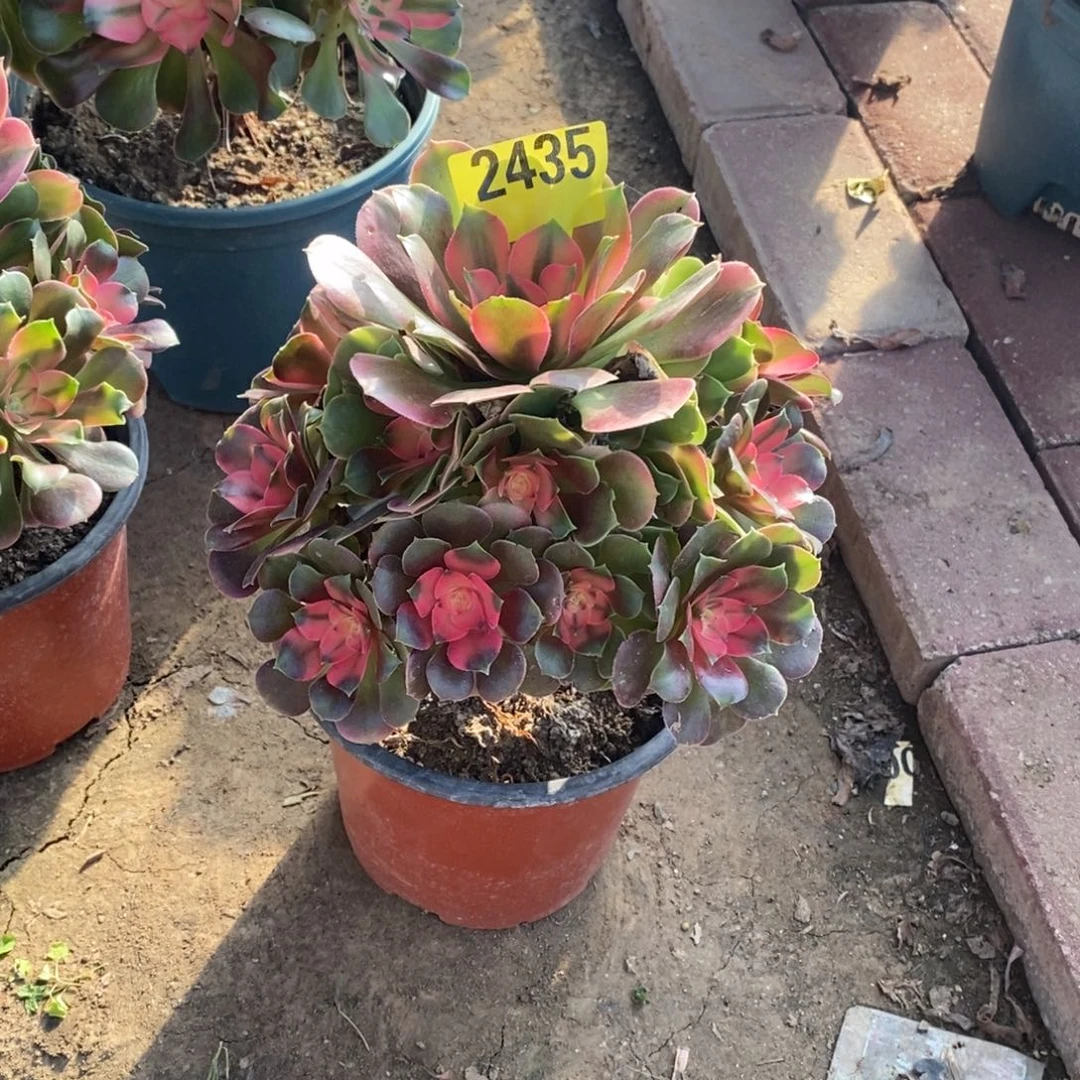 香妃多肉法师2435