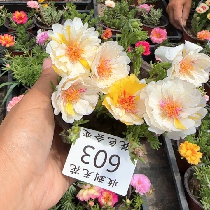 无花朵603特殊色超小苗盆口10cm