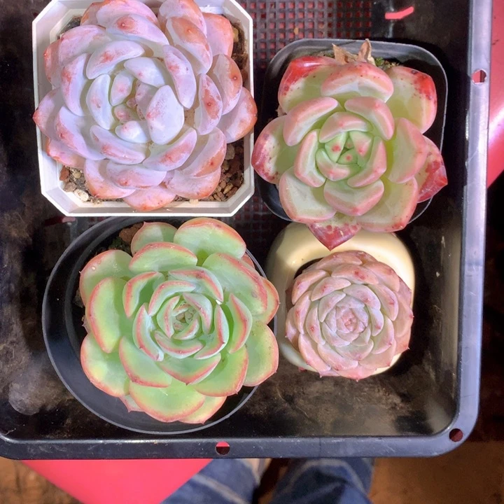 今***睡精控多肉一物一拍