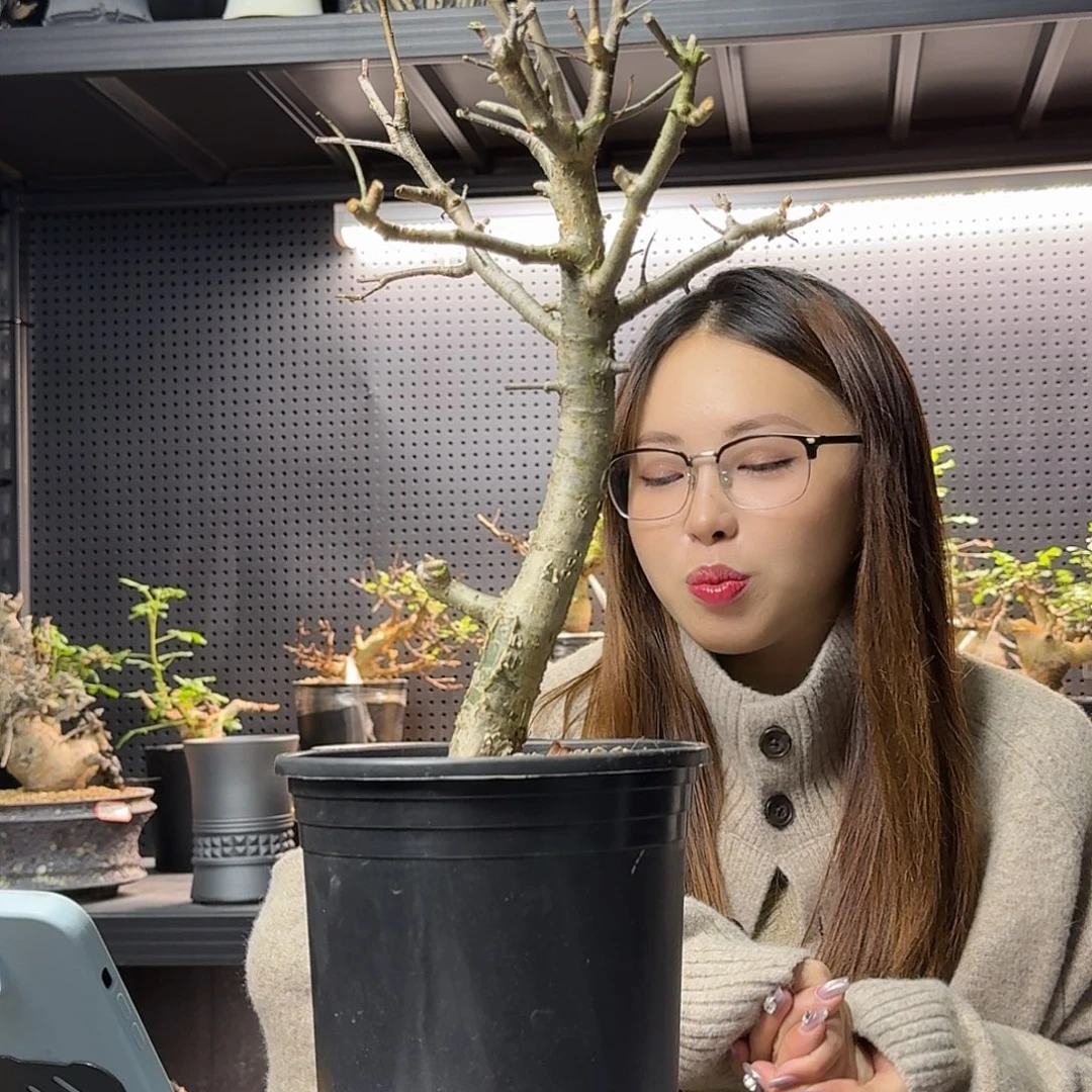 巴基斯坦绒叶橄榄