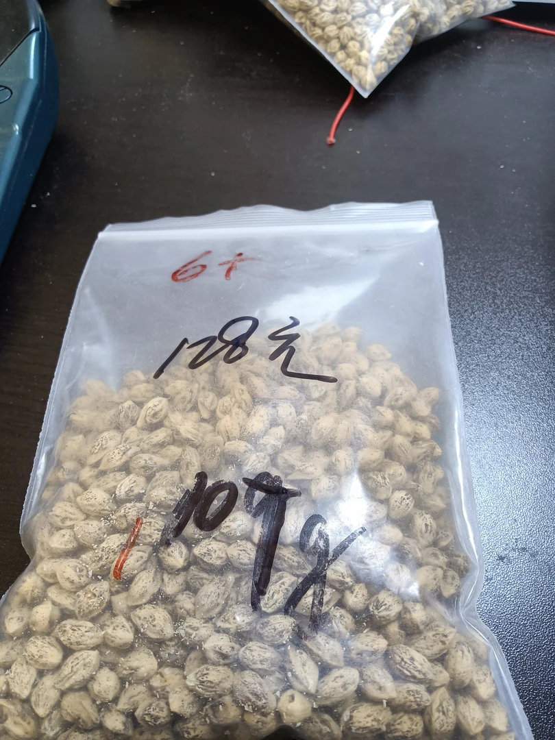 热振柏香籽散籽原料