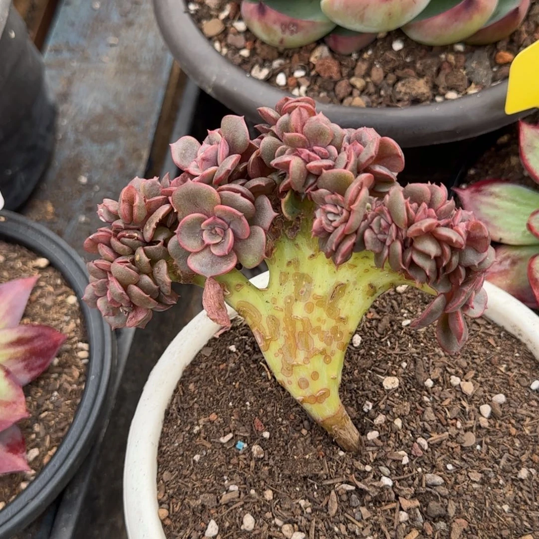 红跑缀惊鸿一物一拍包装收缩花旱