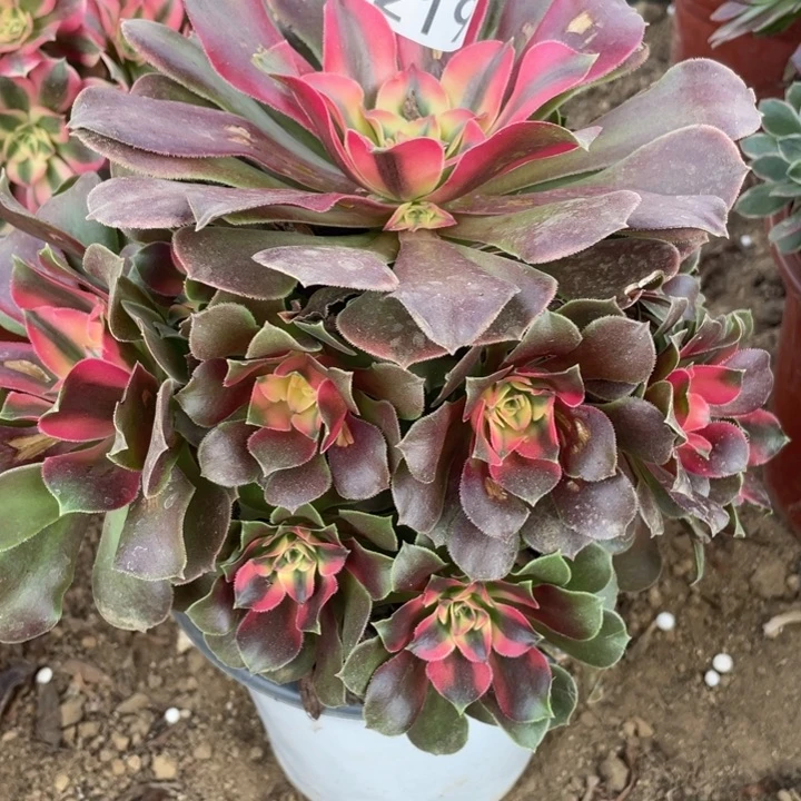 无花朵219多肉植物