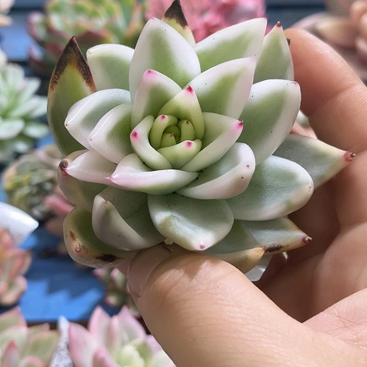 534雪白玛利亚锦炸了多肉植物