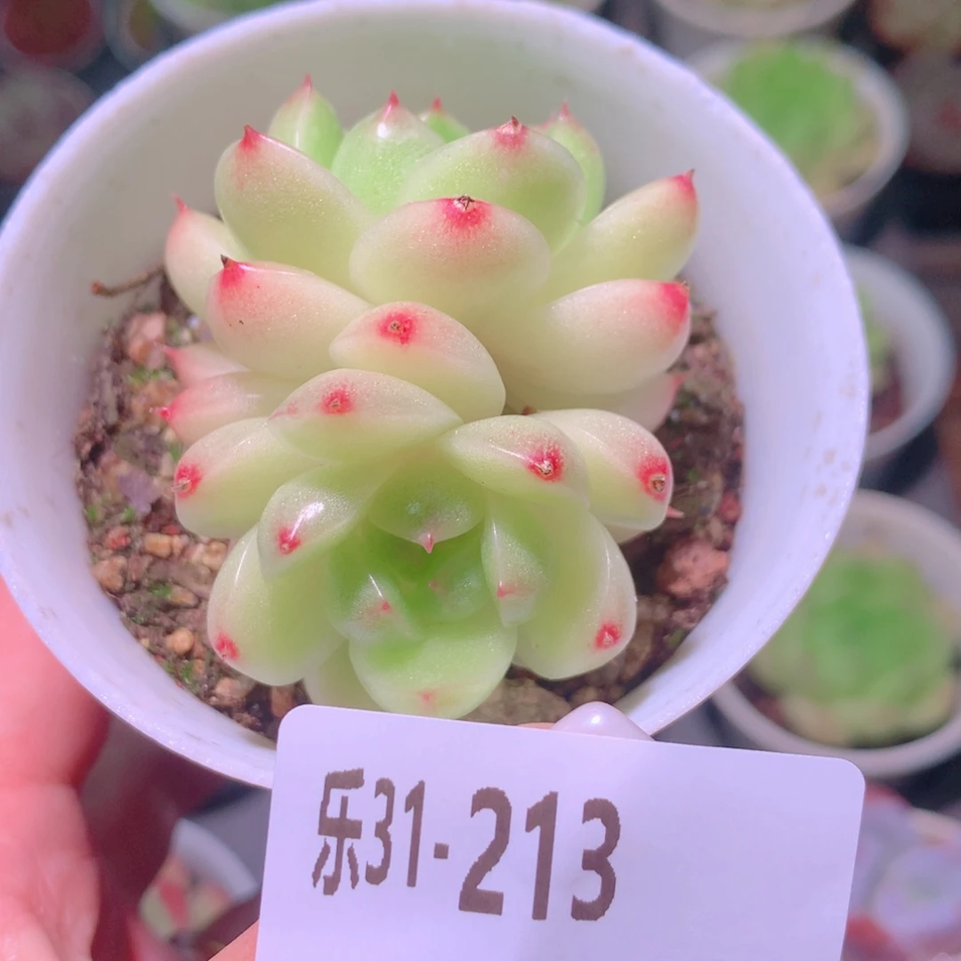 乐然31-213 麦秆双头