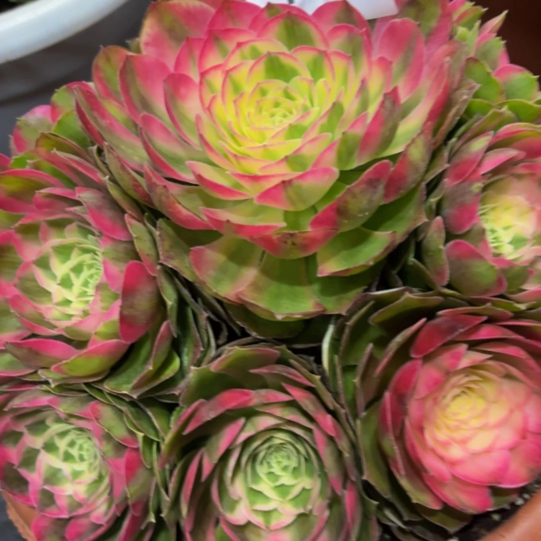 哈哈多肉葡萄福利194