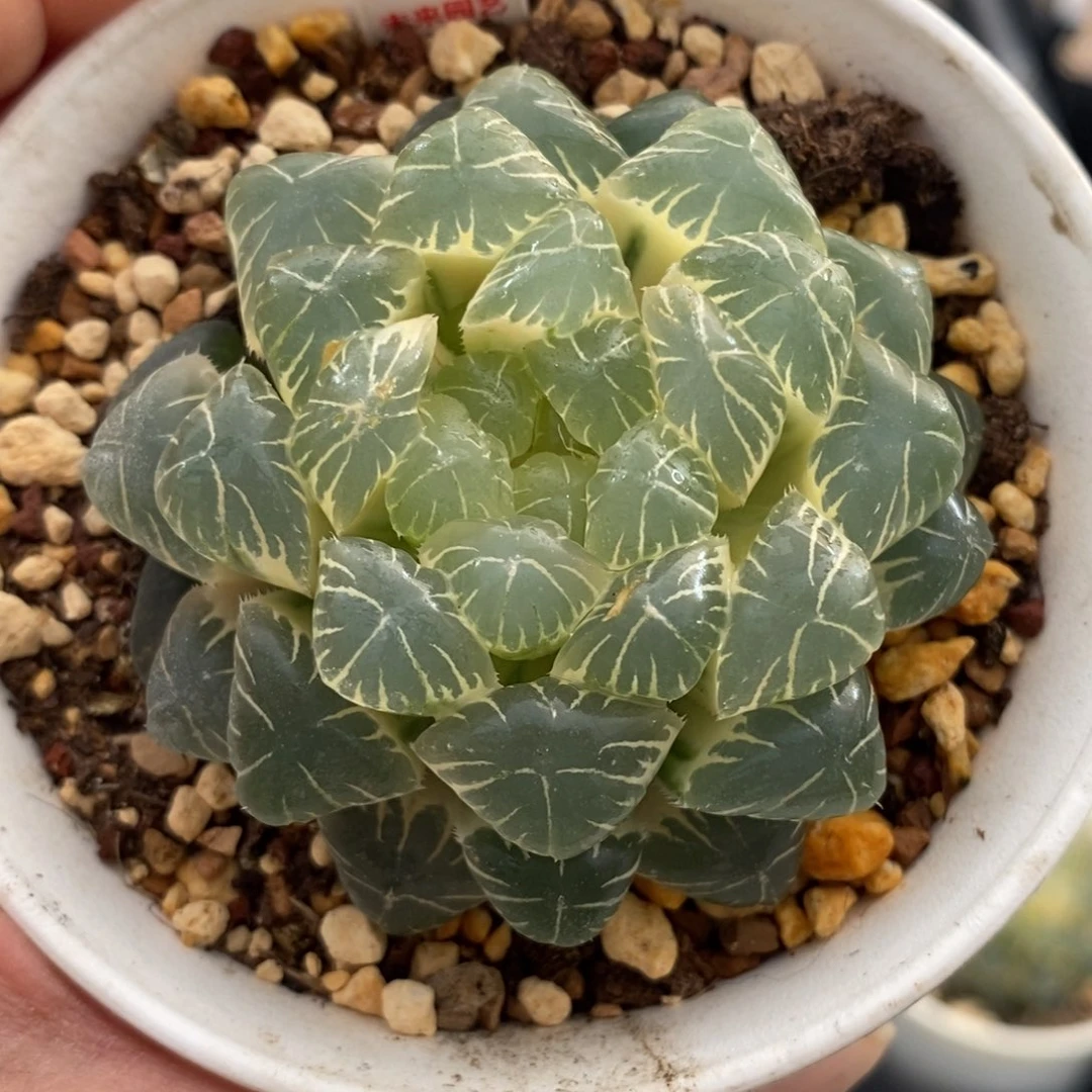 220湖斑湖水玉露锦