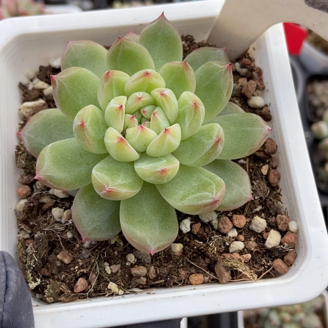1072雪花珍妮多肉植物