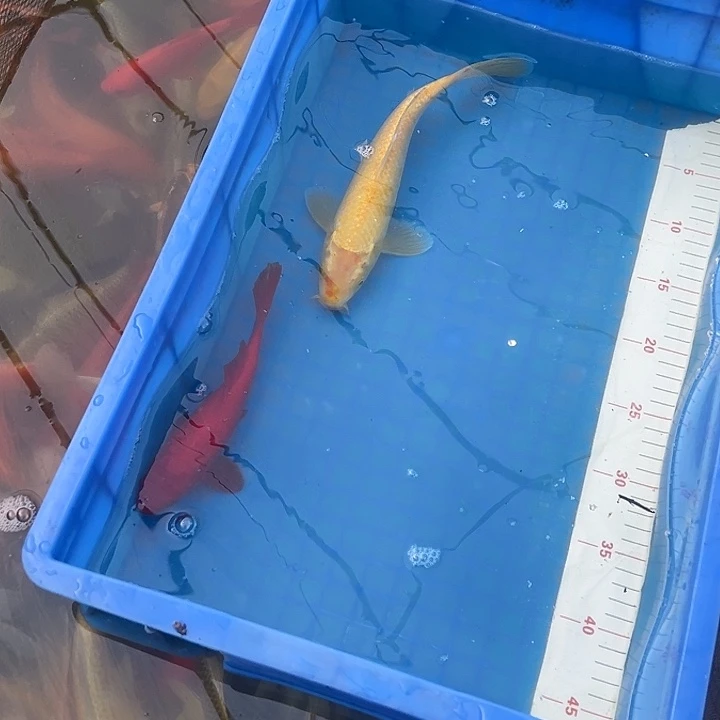 30公分白金一条，黄色红色各一条