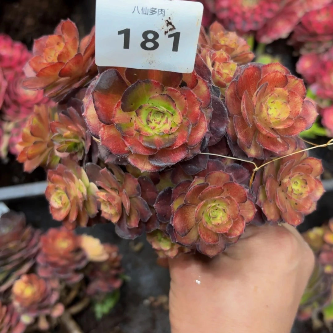 万**红181多肉植物海王七彩