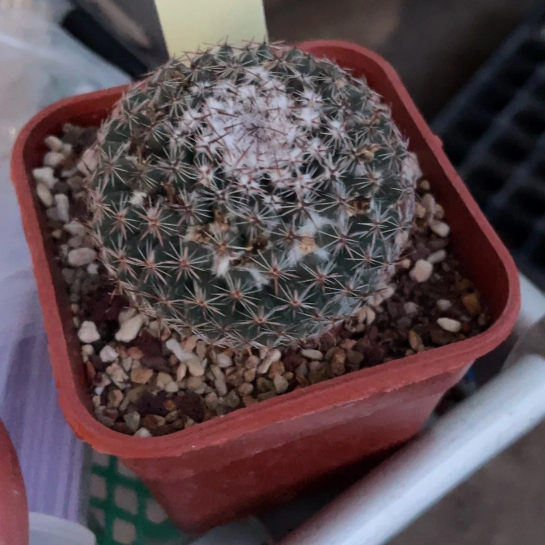 鹿角柱实生仙人球雪头丸