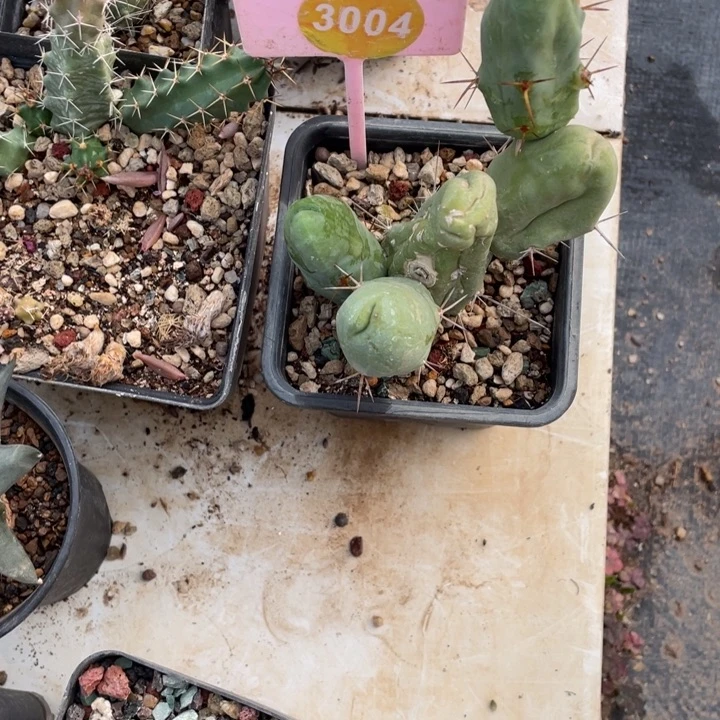 7****程程柱3004000000