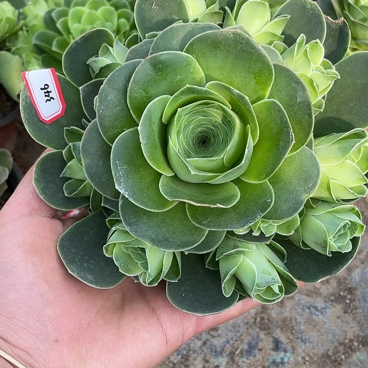 山地玫瑰女王群 346