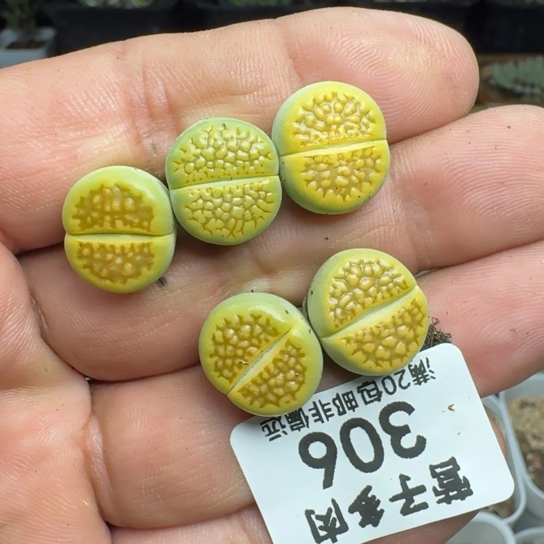 黄巴黎。