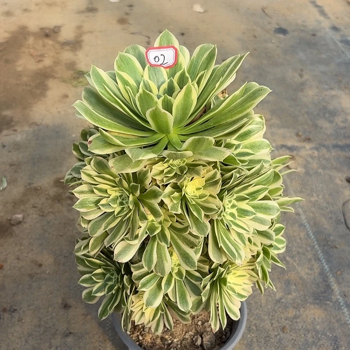 艳凝02多肉植物法师