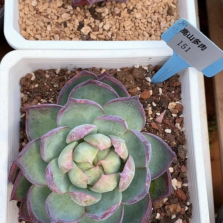 D151- 直播福利 惊鸿仙子
