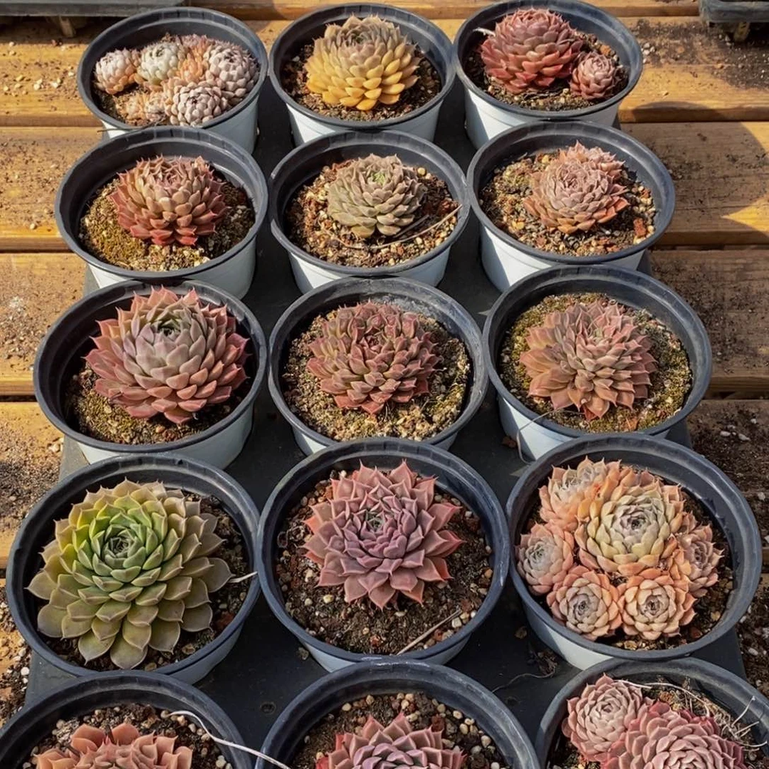 199多肉植物保护研究所所长助理