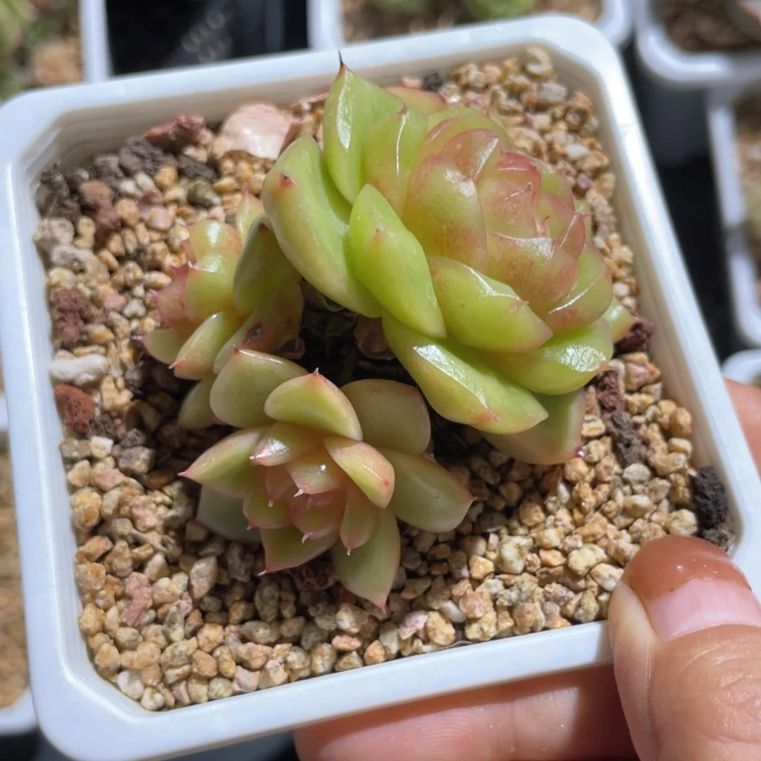 优选水晶珍妮942