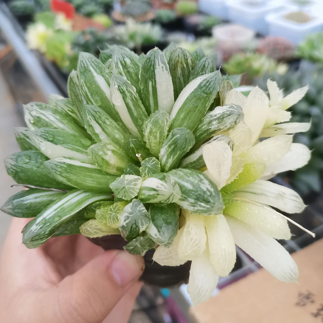 【14】十二卷类绿植多肉花卉别系玉露锦冠幅11-13公分带盆带土发货