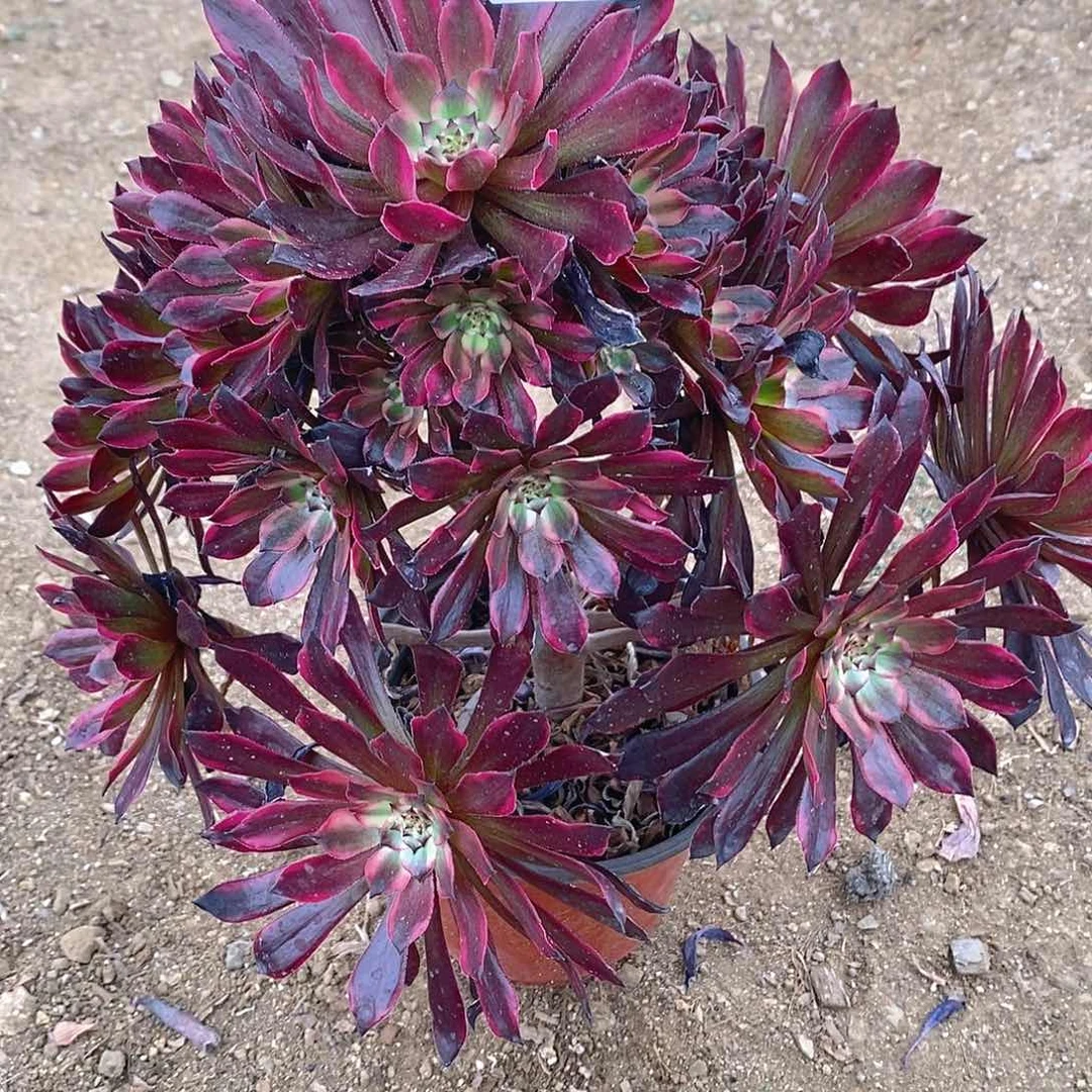 227雪姬多肉法师锦一个断枝