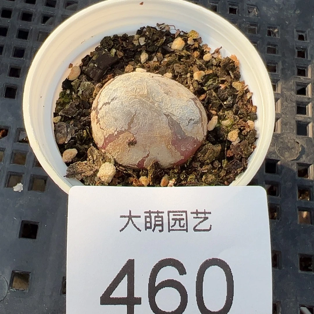 一物一拍带盆土发。  460