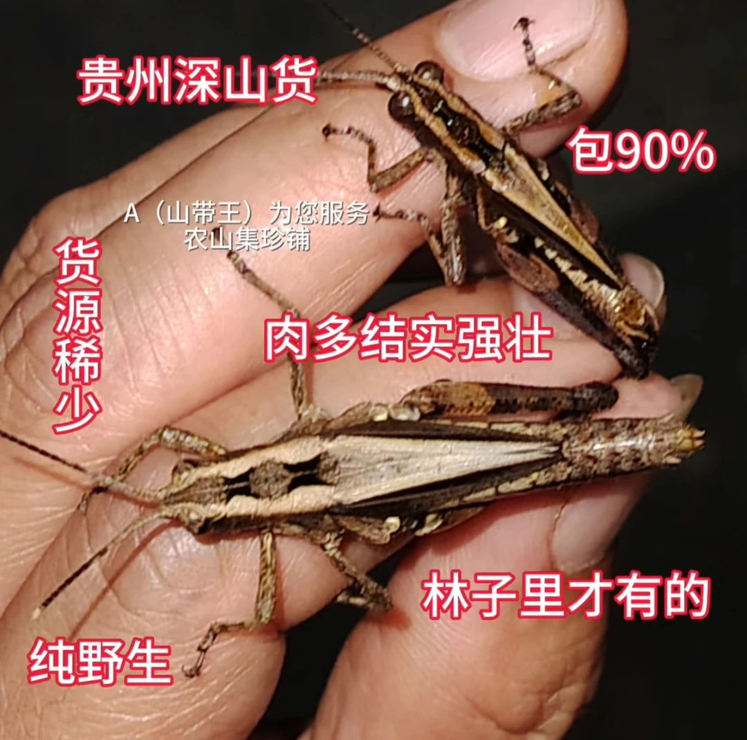 贵州野生（新品大黑蜢蚂蚱）稻蝗光头蜢丁蜢花腿大花面画眉鸟专用