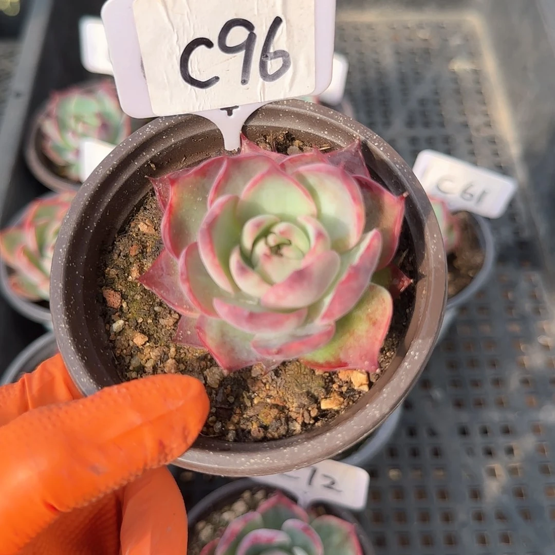 熊***毛C96惊鸿单头多肉
