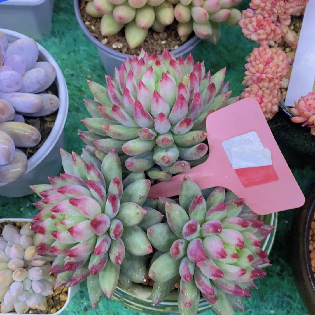 清货场，精品场一物一拍