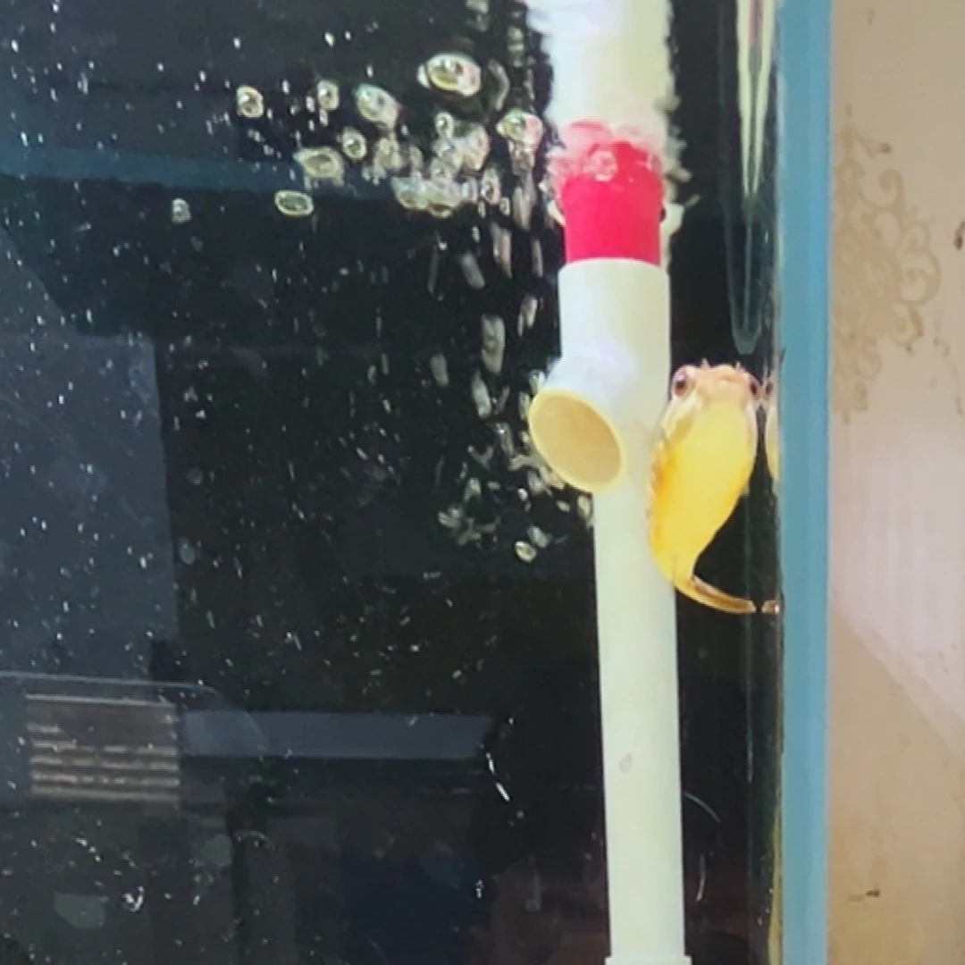 带***锅海水鱼皇冠狗头8厘米左右