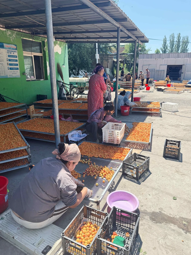 新疆1特产杏皮子伊犁霍城县手工自然晾晒无添加杏肉干货休闲零食