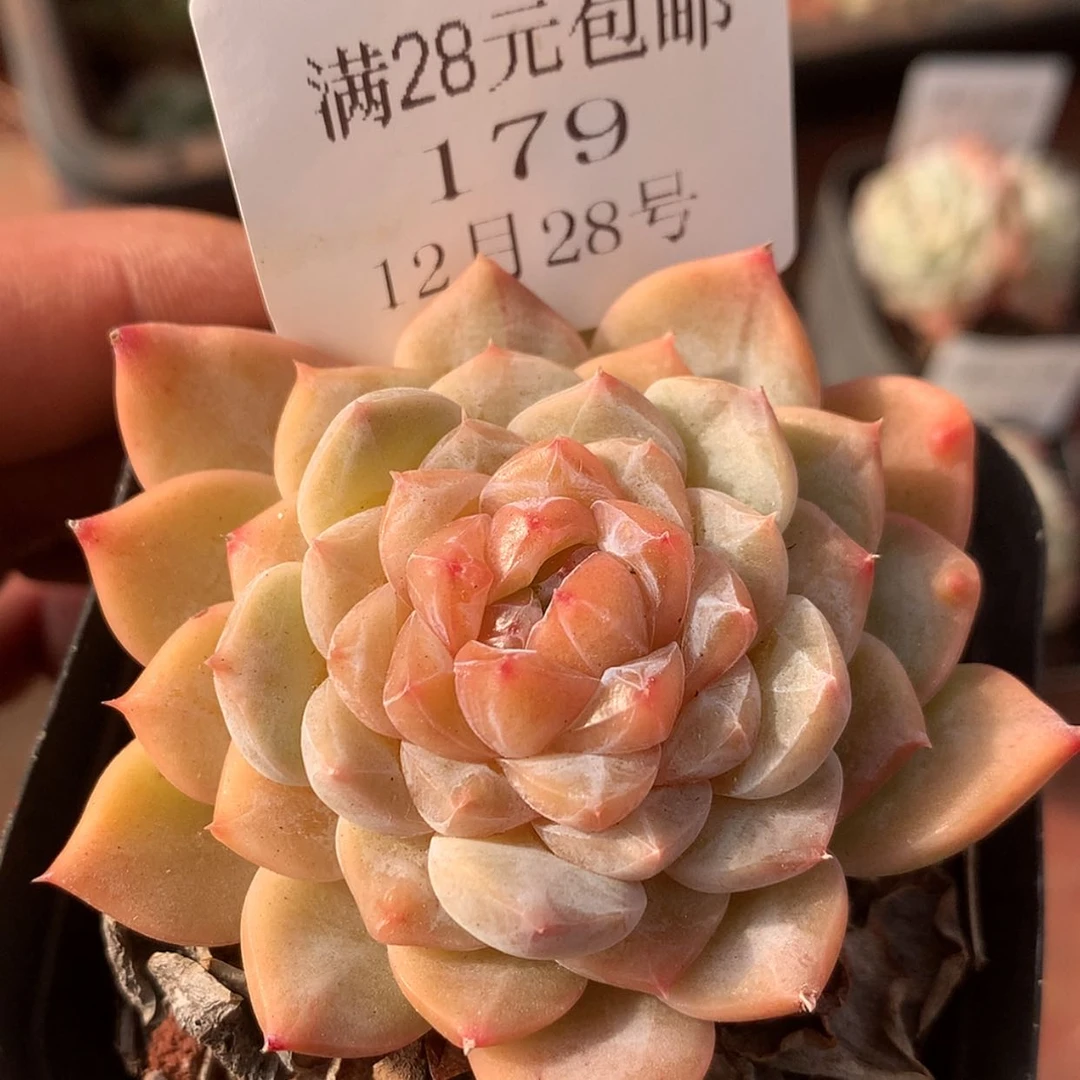 【闪购商品】云179号