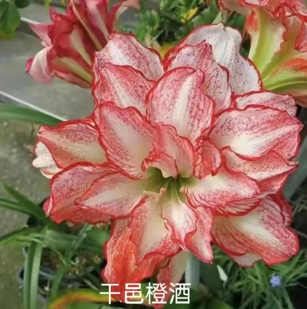 朱顶红干邑橙酒3厘米2棵