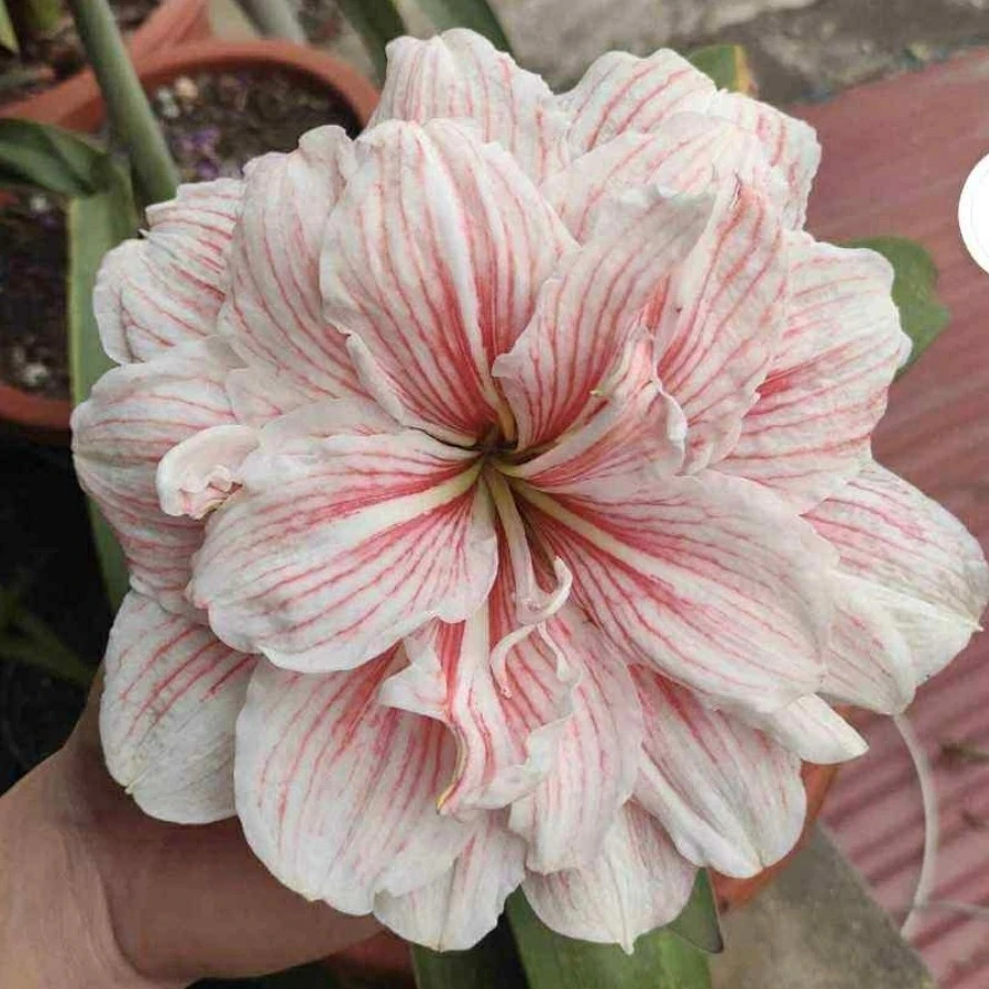 朱顶红【命中注定】4.2cm 越朱高品，只包对版，不包后期养护