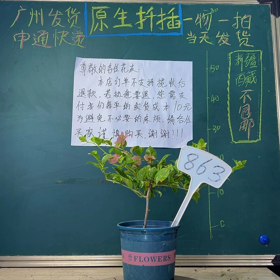 当前无花栽培后可以开花斑叶米罗863