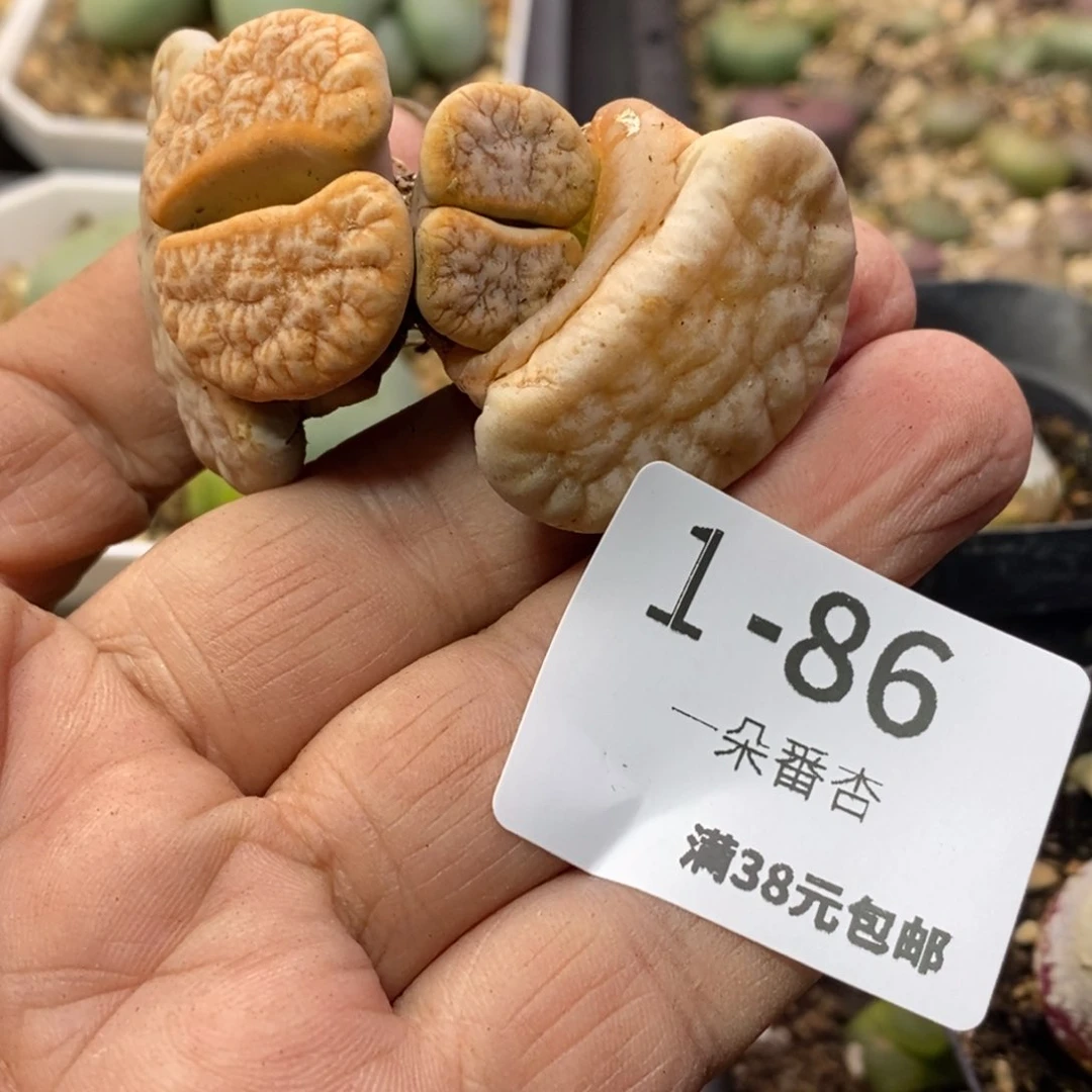 酷**号2566669666666898898