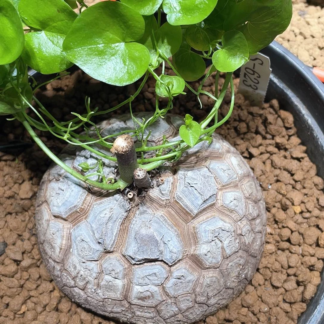 623号龟甲龙10.8公分