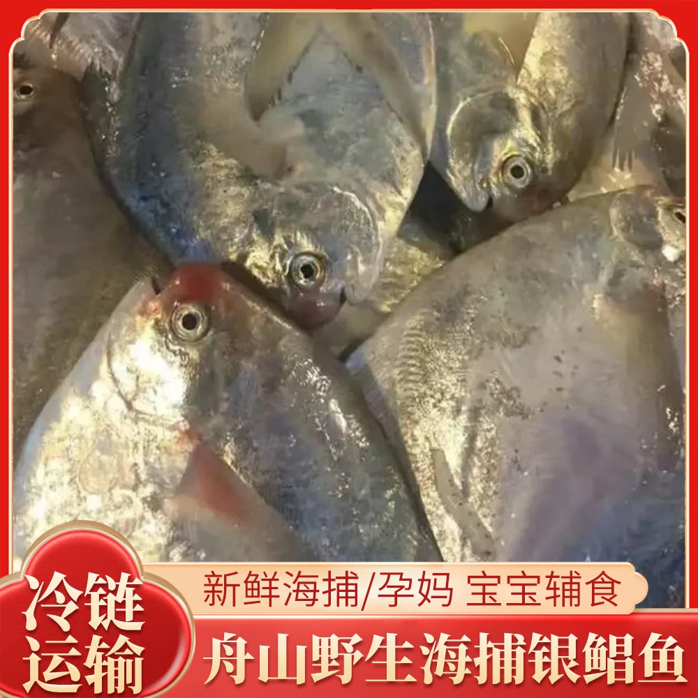 【舟山直发】野生银鲳鱼白鲳鱼独立包装4-5两/条 1.7斤左右 4条