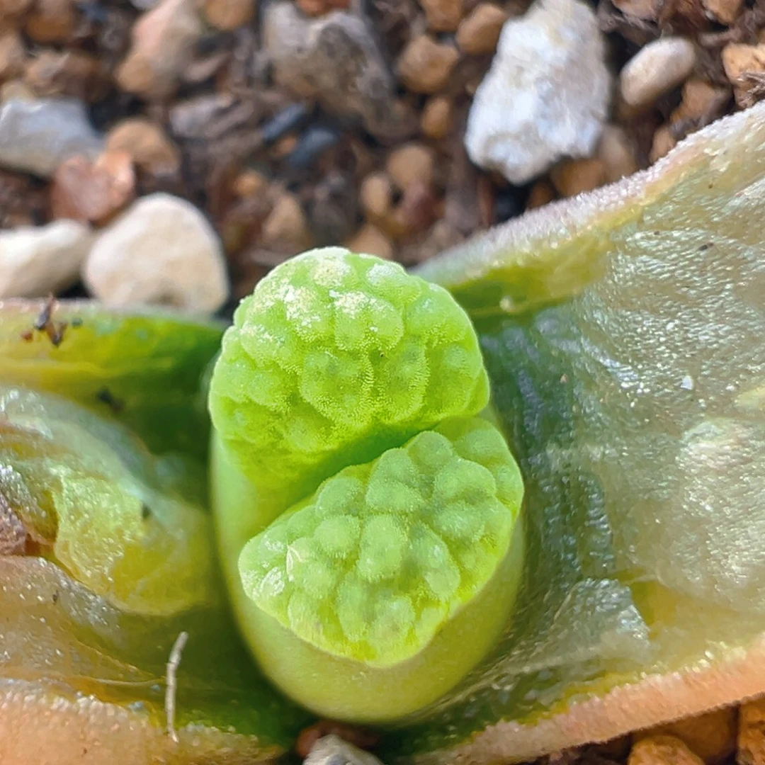106多肉植物百科知识