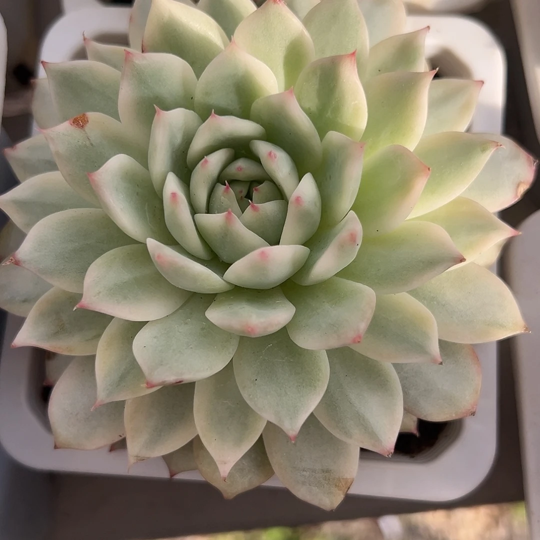 Tp锦多肉植物锦肉