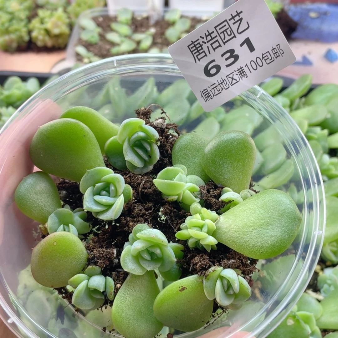 荔枝一物一拍631..