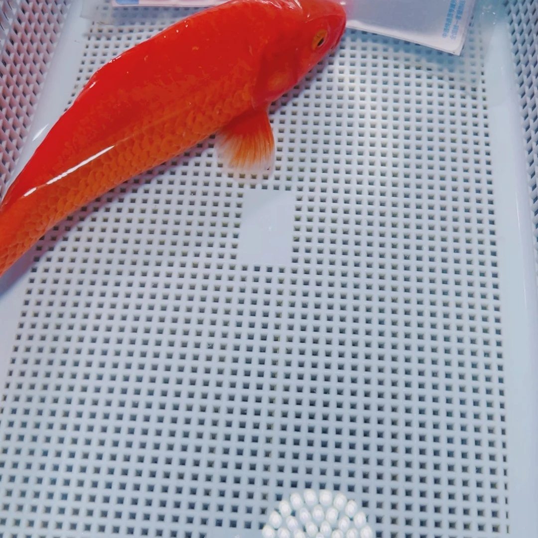 海水鱼锦鲤冷水观赏鱼