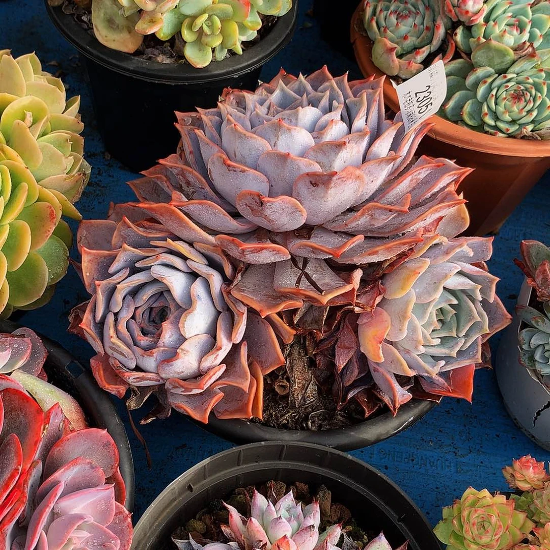 木***笑   露西娜多肉23051