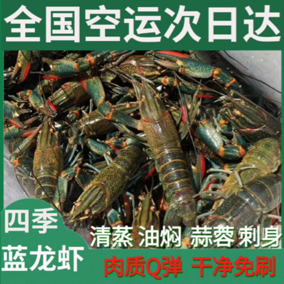 福利价1-1.4五斤装，澳洲蓝龙虾，顺丰空运，死亡3只内不在理赔范围