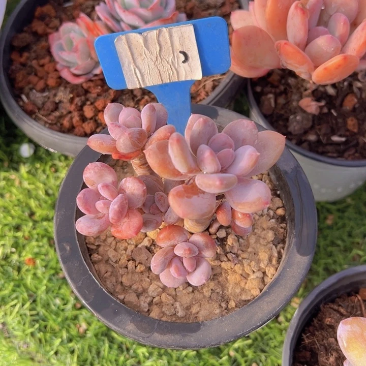 健健康康平平安安