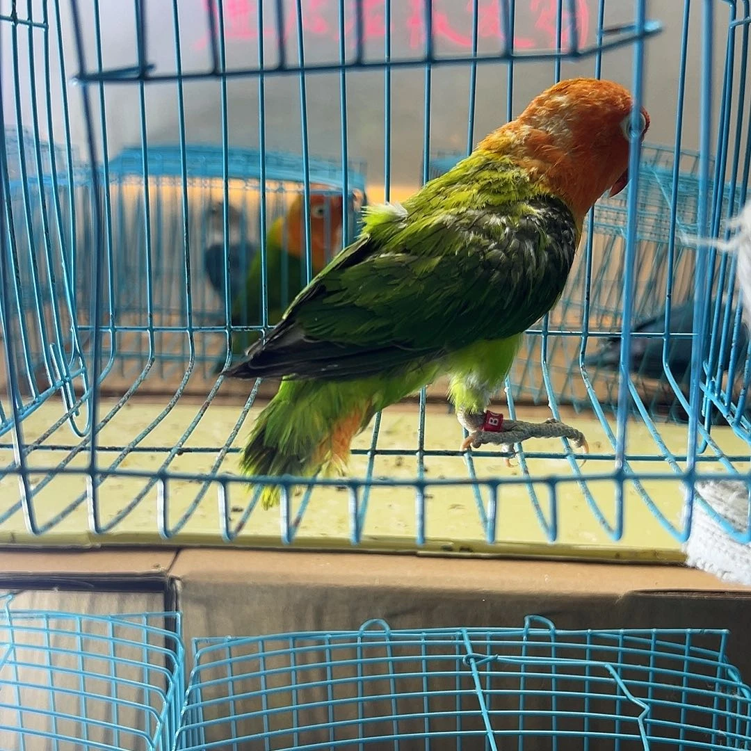 桃脸牡丹鹦鹉牡丹绿金丝